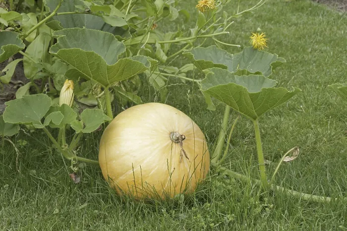 Gerahmter Druck : Kürbis im Garten. Gerahmter Druck : Kürbis im Garten.