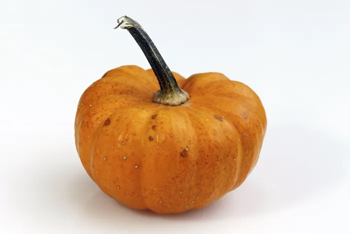 Gerahmter Druck : Kürbismandarin / (Cucurbita spec) Gerahmter Druck : Kürbismandarin / (Cucurbita spec)