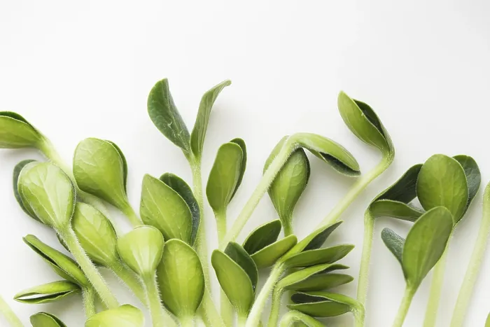 Gerahmter Druck : Kürbiskleeblätter. Keime von Microgreens. Gerahmter Druck : Kürbiskleeblätter. Keime von Microgreens.