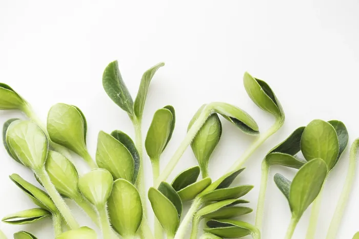 Gerahmter Druck : Kürbiskohl-Microgrünen. Keimende Microgrünen Gerahmter Druck : Kürbiskohl-Microgrünen. Keimende Microgrünen