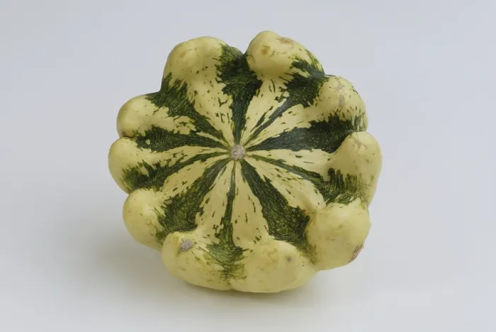 Gerahmter Druck : Kürbispattisson / (Cucurbita spec) Gerahmter Druck : Kürbispattisson / (Cucurbita spec)
