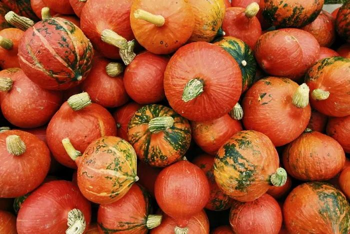 Gerahmter Druck : Pumpkins Gerahmter Druck : Pumpkins