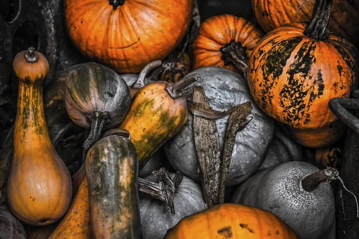 Gerahmter Druck : Pumpkins Gerahmter Druck : Pumpkins