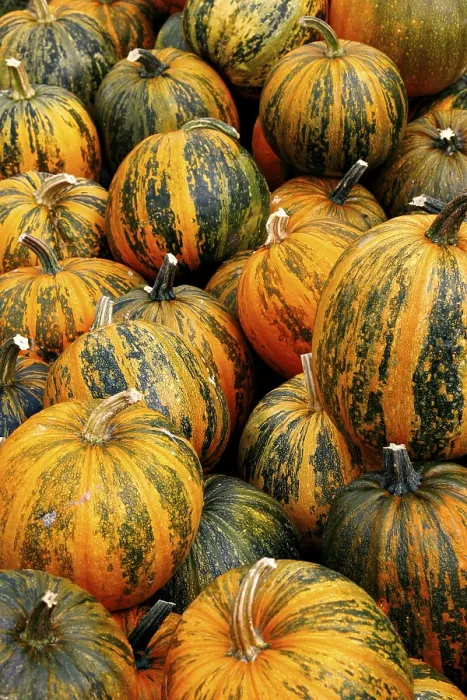 Gerahmter Druck : Pumpkins Gerahmter Druck : Pumpkins