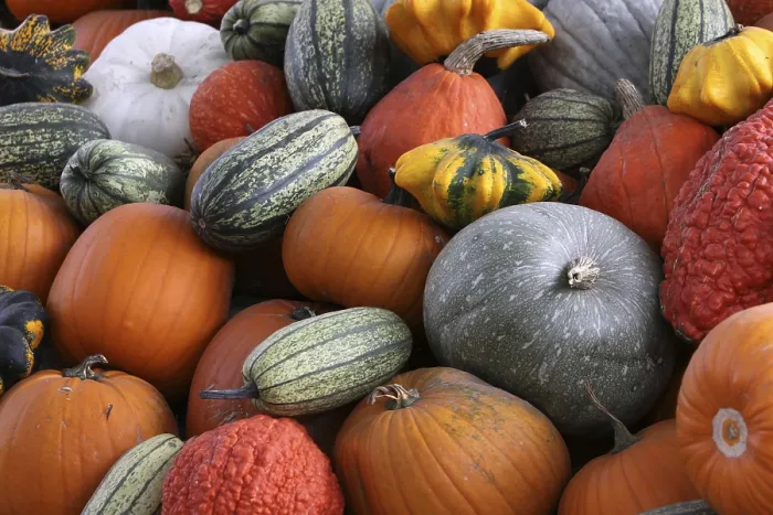 Gerahmter Druck : Pumpkins