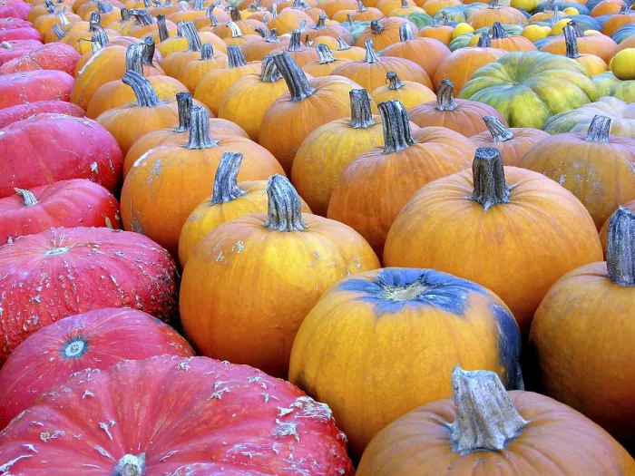 Gerahmter Druck : Pumpkins Gerahmter Druck : Pumpkins
