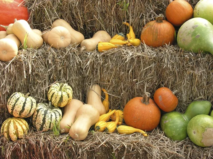 Gerahmter Druck : Pumpkins Gerahmter Druck : Pumpkins