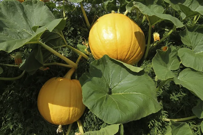 Gerahmter Druck : Kürbisse (Cucurbita) Allgäu Gerahmter Druck : Kürbisse (Cucurbita) Allgäu