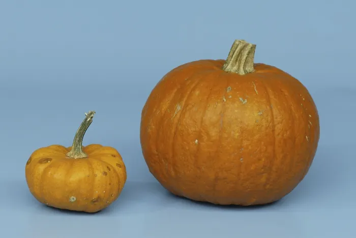 Gerahmter Druck : Kürbissen Moschus und Mandarin / (Cucurbita spec) Gerahmter Druck : Kürbissen Moschus und Mandarin / (Cucurbita spec)