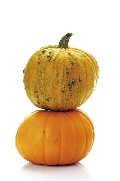 Gerahmter Druck : Kürbisse, Zucchini, Auberginen (Cucurbita). Gerahmter Druck : Kürbisse, Zucchini, Auberginen (Cucurbita).