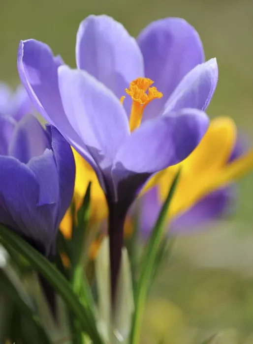 Gerahmter Druck : Lavendel-Krokus (Crocus) Gerahmter Druck : Lavendel-Krokus (Crocus)