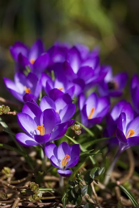 Gerahmter Druck : Lavendelfarnblüten im Frühling Gerahmter Druck : Lavendelfarnblüten im Frühling