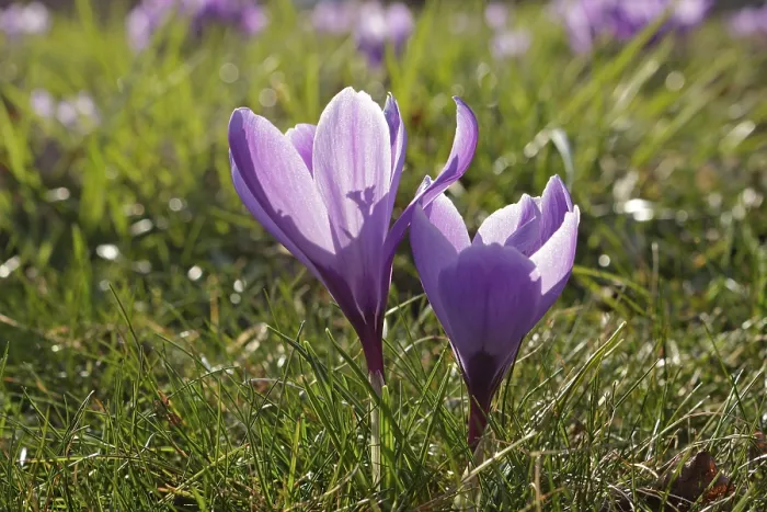 Gerahmter Druck : Lavendelflocken (Crocus) Gerahmter Druck : Lavendelflocken (Crocus)