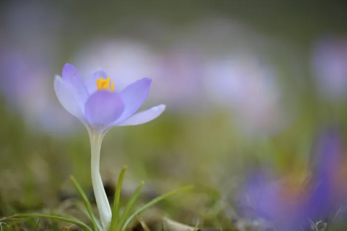 Gerahmter Druck : Lavendelflocken (Crocus) Crocus Wiese im Hintergrund. Gerahmter Druck : Lavendelflocken (Crocus) Crocus Wiese im Hintergrund.