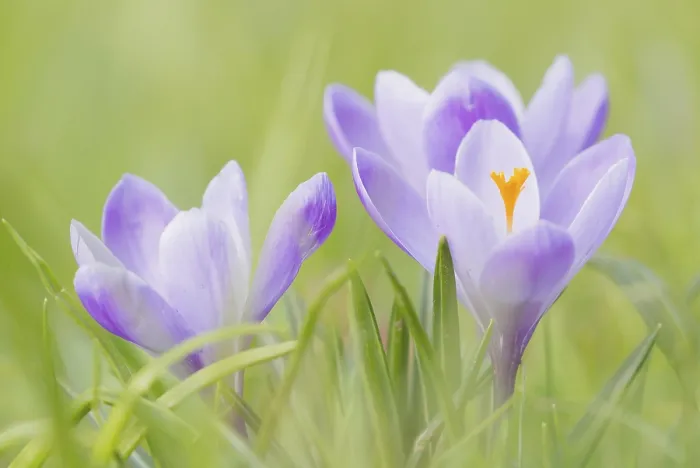 Gerahmter Druck : Lavendelfuchsen (Crocus), Deutschland Gerahmter Druck : Lavendelfuchsen (Crocus), Deutschland
