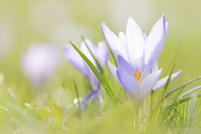 Gerahmter Druck : Lavendelfuchsen (Crocus), Deutschland Gerahmter Druck : Lavendelfuchsen (Crocus), Deutschland