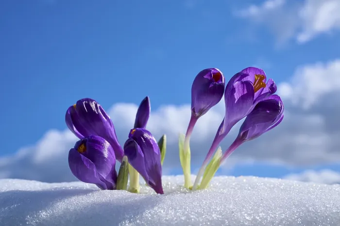 Gerahmter Druck : Lavendelfuchsen, die durch den Schnee schießen, gegen einen bewölkten Himmel. Gerahmter Druck : Lavendelfuchsen, die durch den Schnee schießen, gegen einen bewölkten Himmel.