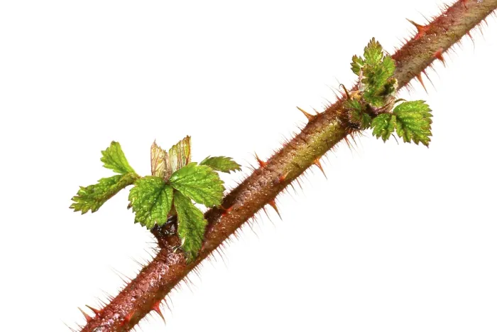 Gerahmter Druck : Rubus odoratus mit violetten Blüten Gerahmter Druck : Rubus odoratus mit violetten Blüten