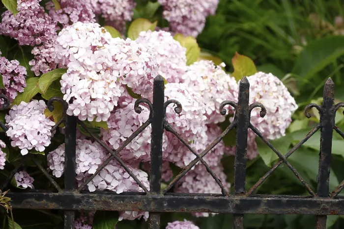 Gerahmter Druck : Lila blühende Hydrangea und alt. Gerahmter Druck : Lila blühende Hydrangea und alt.