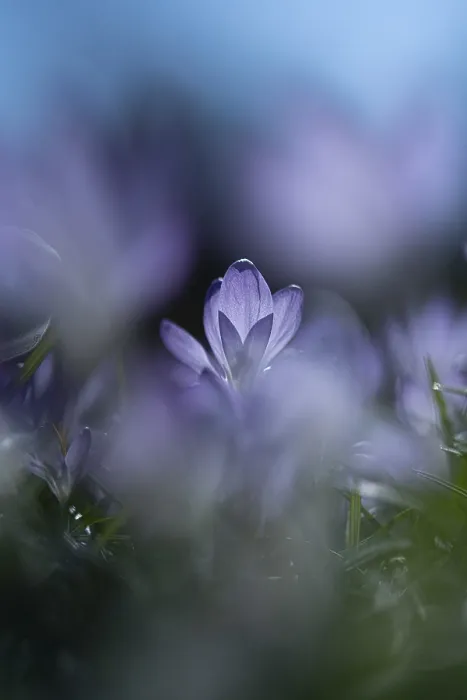 Gerahmter Druck : Lila Frühlings-Schleiercrocus (Crocus vernus)