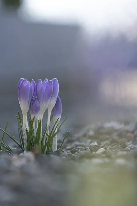 Gerahmter Druck : Lila Frühlings-Schönhalm (Crocus vernus) Gerahmter Druck : Lila Frühlings-Schönhalm (Crocus vernus)