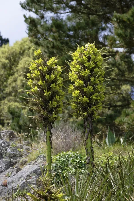 Gerahmter Druck : Puya chilensis Gerahmter Druck : Puya chilensis