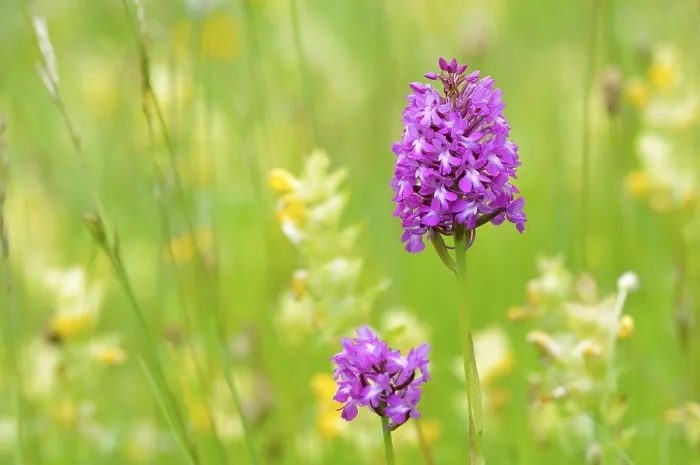 Gerahmter Druck : Pyramiden-Weißzungenscheibe (Anacamptis pyramidalis) Gerahmter Druck : Pyramiden-Weißzungenscheibe (Anacamptis pyramidalis)
