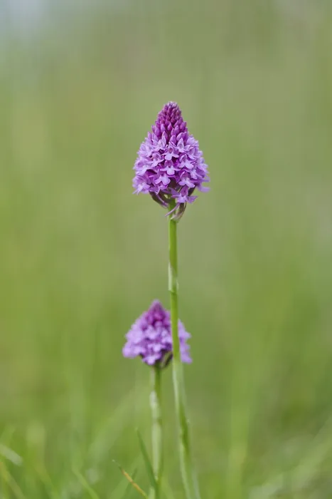 Gerahmter Druck : Pyramiden- Orchidee (Anacamptis pyramidalis) Gerahmter Druck : Pyramiden- Orchidee (Anacamptis pyramidalis)