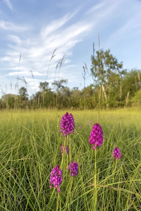 Gerahmter Druck : Pyramiden-Orchidee in einem Wiesen im Frühling. Gerahmter Druck : Pyramiden-Orchidee in einem Wiesen im Frühling.