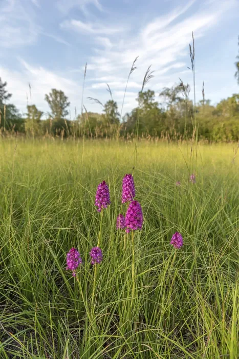 Gerahmter Druck : Pyramidenorchide in einem Wiesen im Frühling. Gerahmter Druck : Pyramidenorchide in einem Wiesen im Frühling.