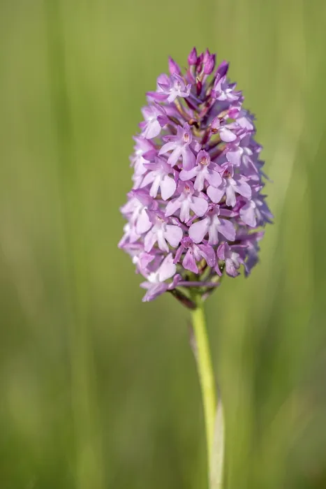 Gerahmter Druck : Pyramiden-Orchidee in einem Wiesen im Frühling.