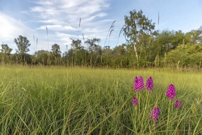 Gerahmter Druck : Pyramidenorchide in einem Wiesen im Frühling. Gerahmter Druck : Pyramidenorchide in einem Wiesen im Frühling.