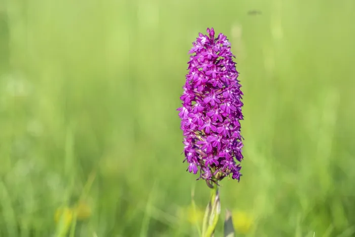 Gerahmter Druck : Pyramidenorchide in einem Wiesen im Frühling. Gerahmter Druck : Pyramidenorchide in einem Wiesen im Frühling.