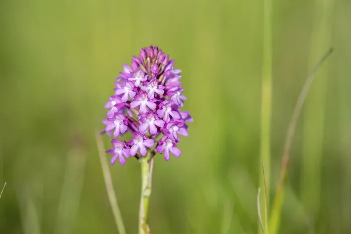 Gerahmter Druck : Pyramiden-Orchidee in einem französischen Mai-Meer. Gerahmter Druck : Pyramiden-Orchidee in einem französischen Mai-Meer.