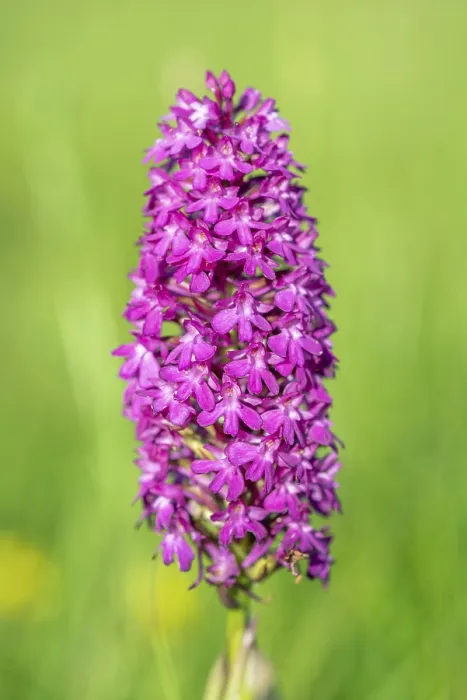 Gerahmter Druck : Pyramiden-Orchidee in einem Frühlingsmeier. Gerahmter Druck : Pyramiden-Orchidee in einem Frühlingsmeier.