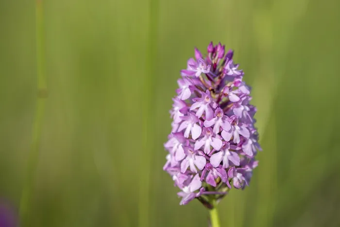 Gerahmter Druck : Pyramiden-Orchidee in einem Frühlingsmeier in Elsass, Frankreich Gerahmter Druck : Pyramiden-Orchidee in einem Frühlingsmeier in Elsass, Frankreich