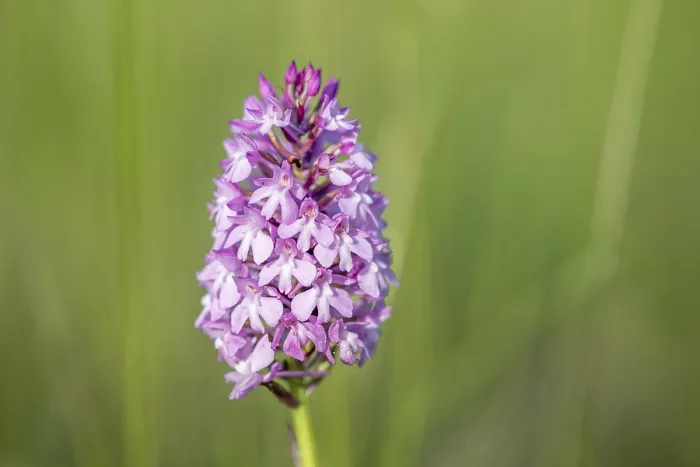 Gerahmter Druck : Pyramiden-Orchidee in einer Wiese im Frühling. Gerahmter Druck : Pyramiden-Orchidee in einer Wiese im Frühling.