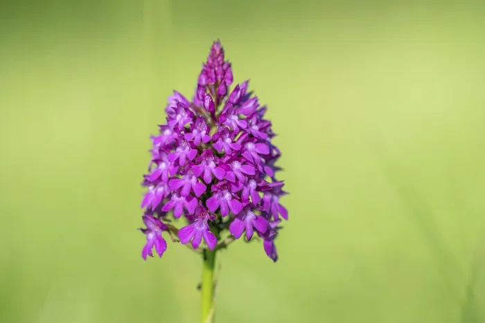 Gerahmter Druck : Pyramidenorchide in einem Wiesen im Frühling. Gerahmter Druck : Pyramidenorchide in einem Wiesen im Frühling.