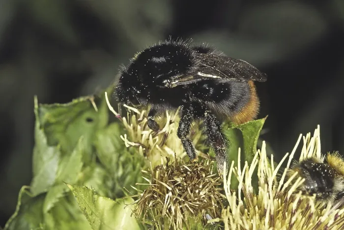 Gerahmter Druck : Pyrobombus lapidarius, Felsbienenkönigin Gerahmter Druck : Pyrobombus lapidarius, Felsbienenkönigin
