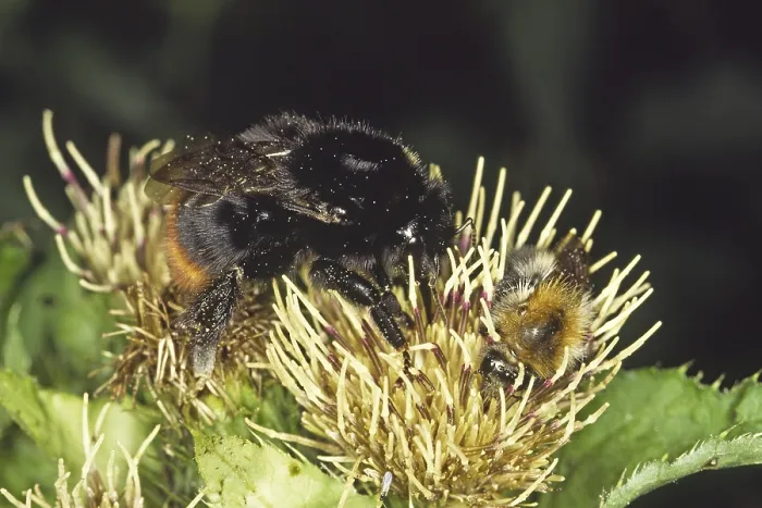 Gerahmter Druck : Pyrobombus lapidarius, Fels-Bienenkönigin Gerahmter Druck : Pyrobombus lapidarius, Fels-Bienenkönigin