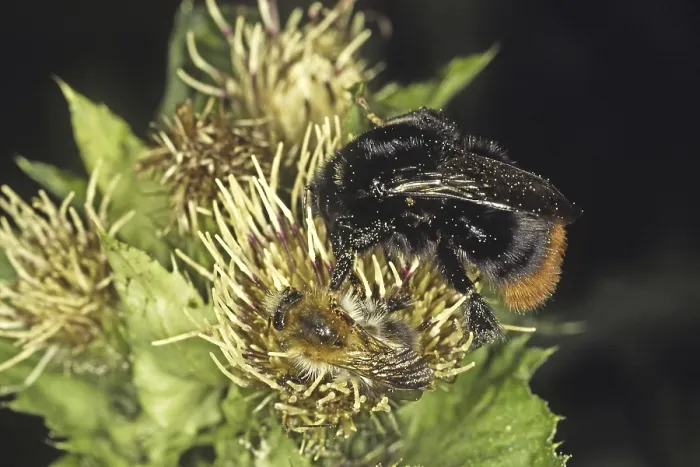 Gerahmter Druck : Pyrobombus lapidarius, Fels-Bienenkönigin Gerahmter Druck : Pyrobombus lapidarius, Fels-Bienenkönigin