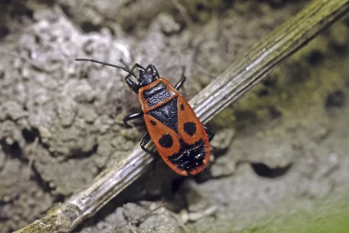 Gerahmter Druck : Feuerwanze (Pyrrhocoris apterus) Gerahmter Druck : Feuerwanze (Pyrrhocoris apterus)