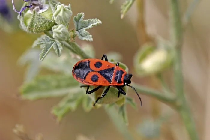 Gerahmter Druck : Pyrrhocoris apterus, Feuerwanze. Gerahmter Druck : Pyrrhocoris apterus, Feuerwanze.