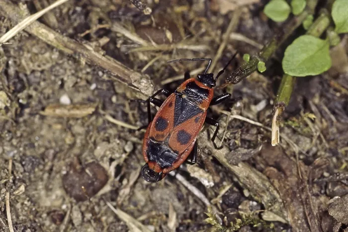 Gerahmter Druck : Pyrrhocoris apterus, Feuerwanze. Gerahmter Druck : Pyrrhocoris apterus, Feuerwanze.