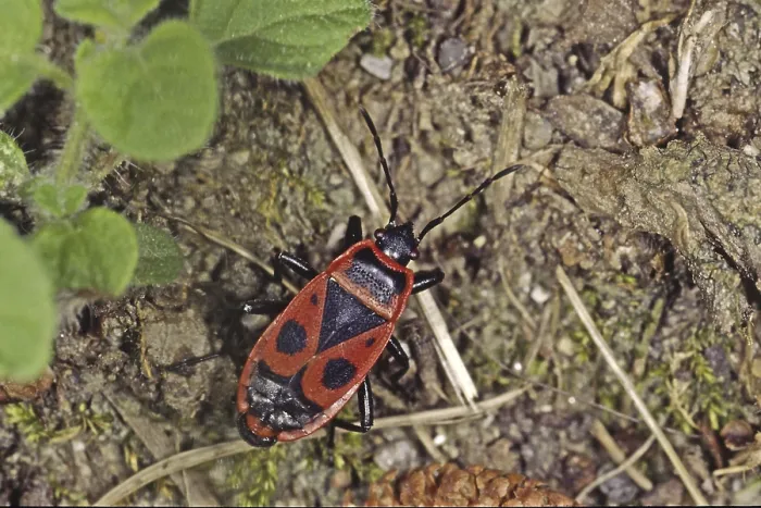 Gerahmter Druck : Pyrrhocoris apterus, Feuerwanz Gerahmter Druck : Pyrrhocoris apterus, Feuerwanz
