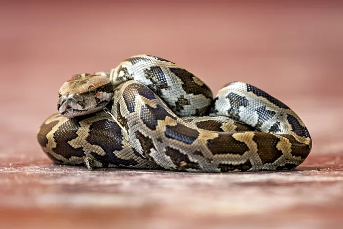 Gerahmter Druck : Ein Python mit einem komplexen braun-schwarzen Muster auf rotem Hintergrund.
