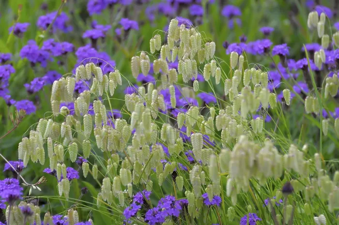 Gerahmter Druck : Beißgras im Garten Gerahmter Druck : Beißgras im Garten