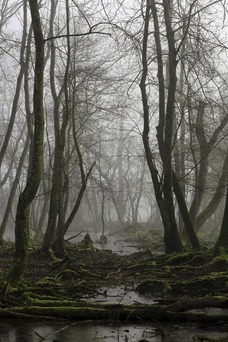 Gerahmter Druck : Steinbruchwald in Bayern Gerahmter Druck : Steinbruchwald in Bayern