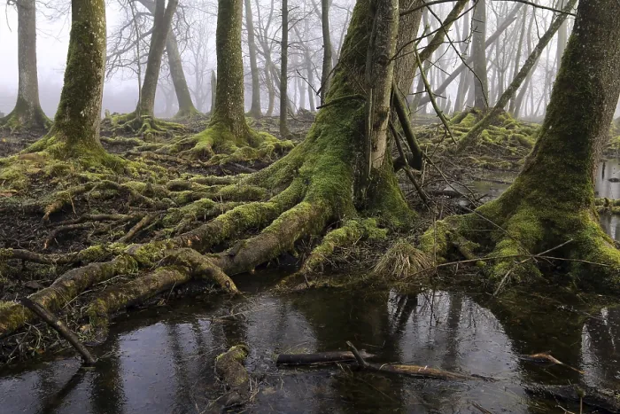 Gerahmter Druck : Bayerischer Steinbruchwald Gerahmter Druck : Bayerischer Steinbruchwald