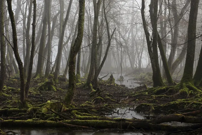 Gerahmter Druck : Steinbruchwald in Bayern Gerahmter Druck : Steinbruchwald in Bayern